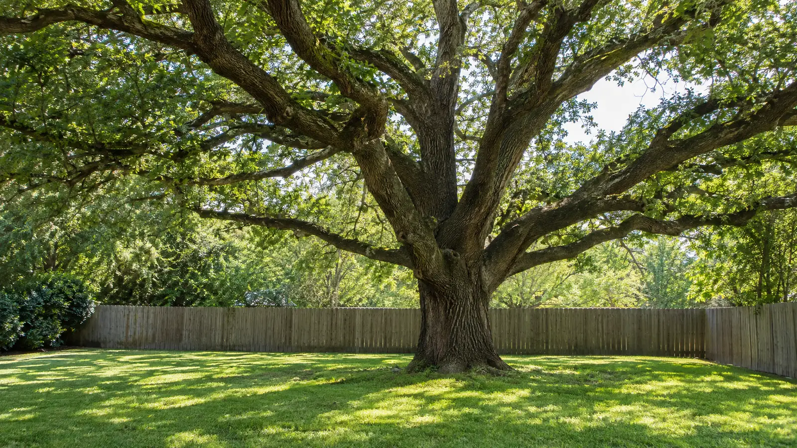 Before: A backyard oak tree before and after a custom treehouse was built
